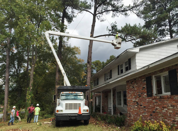 Best Hazardous Tree Removal  in Sonoma, CA