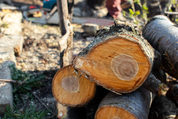 Best Tree Removal  in Sonoma, CA