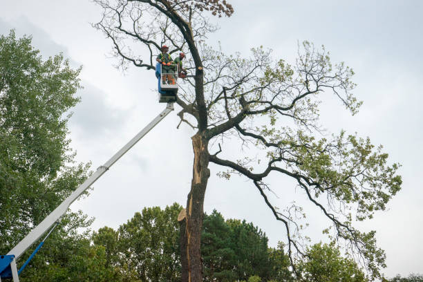 Reliable Sonoma, CA Tree Care Solutions