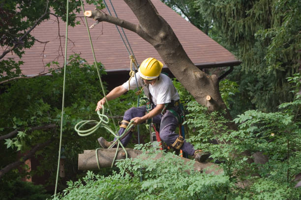 Pest Control for Lawns in Sonoma, CA