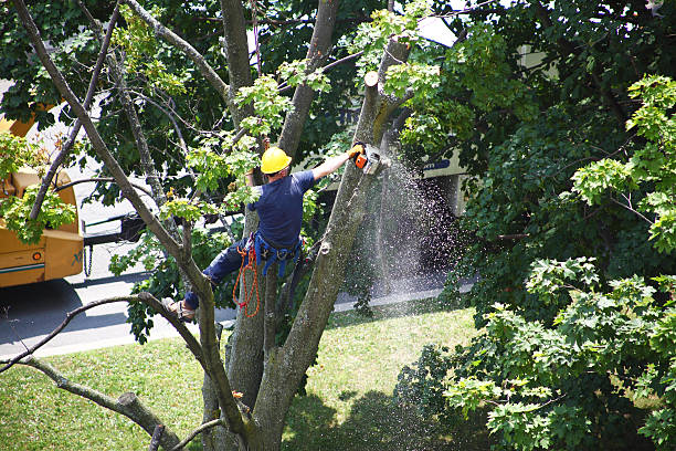 How Our Tree Care Process Works  in  Sonoma, CA