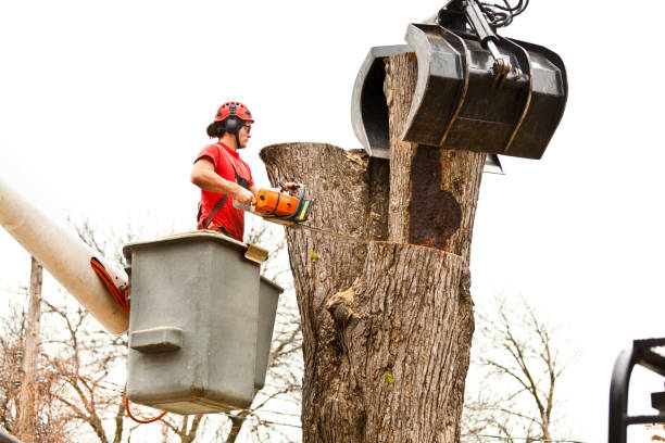 Best Stump Grinding and Removal  in Sonoma, CA